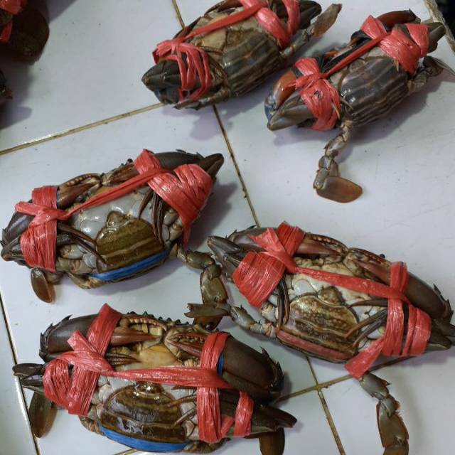 

Kepiting bancian