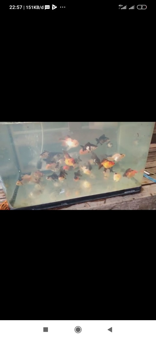 Keni Drat 3/4 Inch Sunrise - Elbow Drat 3/4 Inch Knee Drat