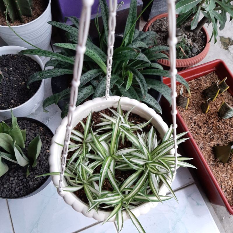 Spider plant Jual anakannya Spider plant