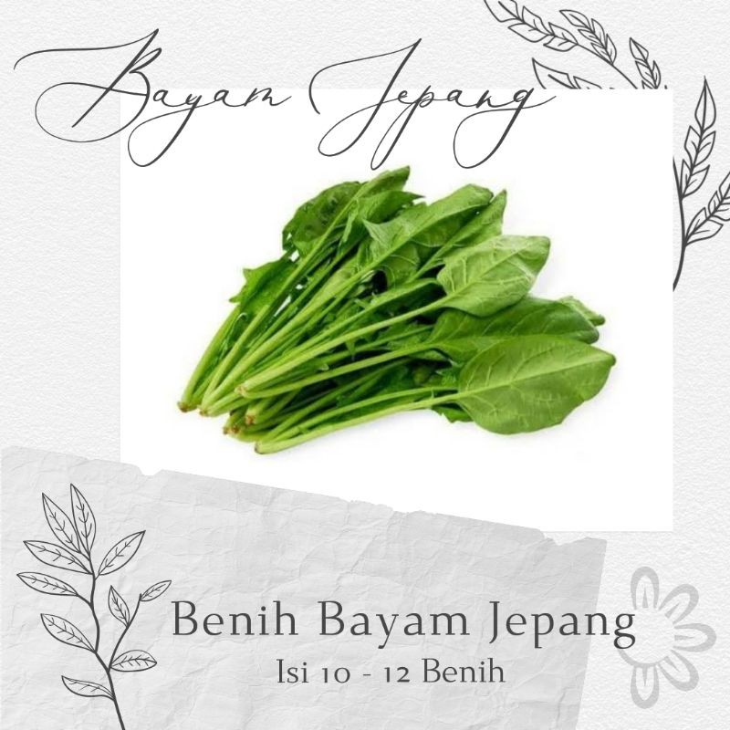 Benih Bayam Jepang ( Horenzo )