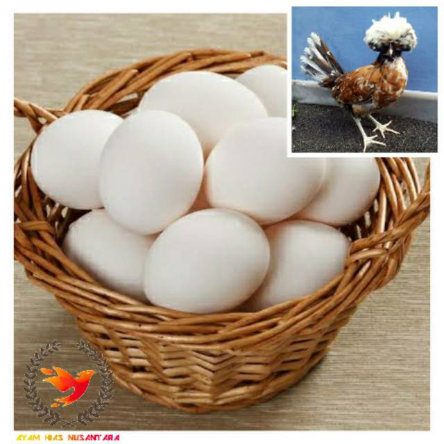 

TELUR FRESH AYAM POLAND / POLISH ASLI 100%