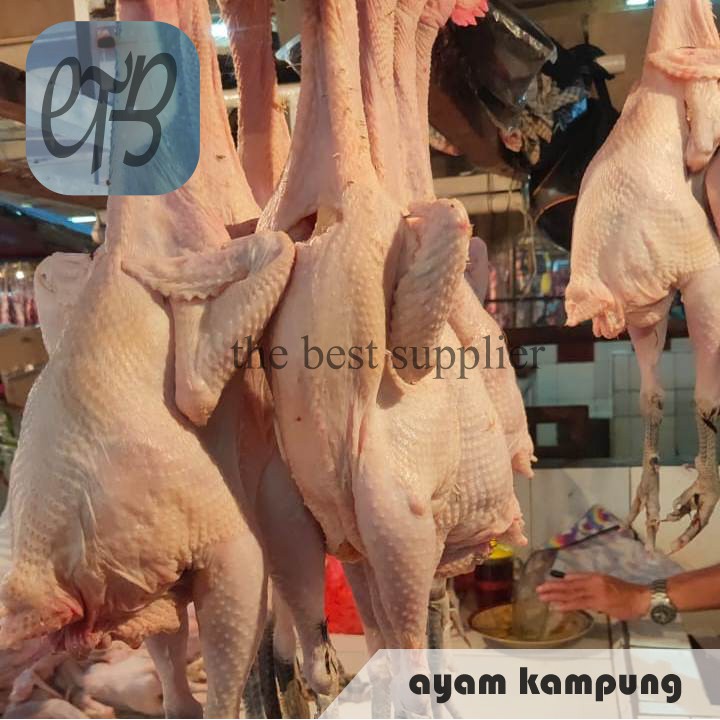 

Ayam Kampung Utuh Segar