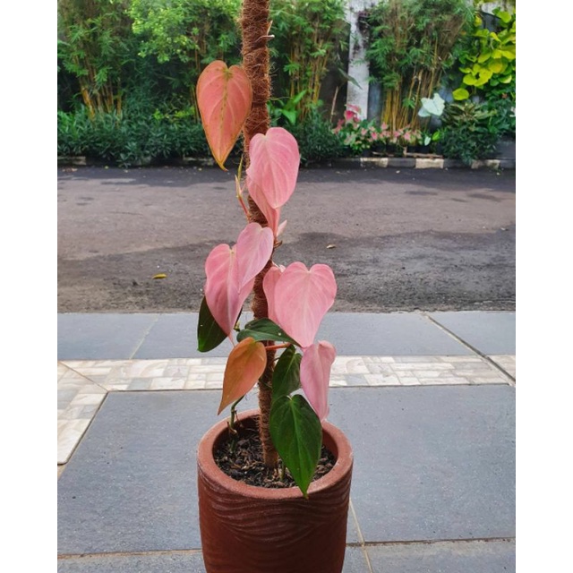 philodendron mican pink