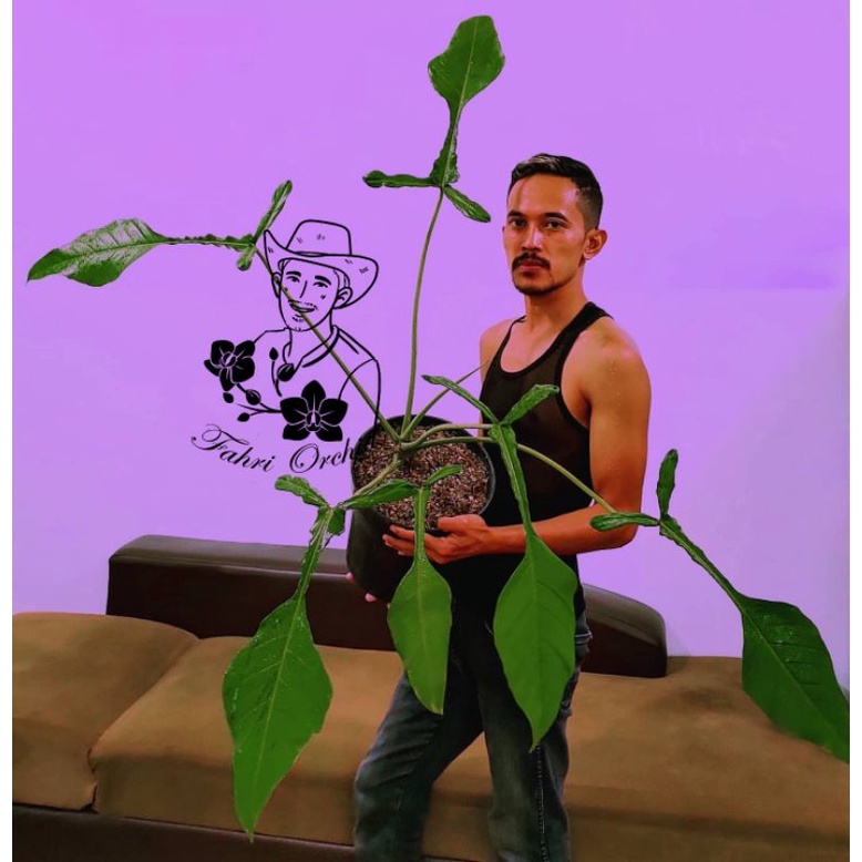 FahriOrchid - Philodendron joepii