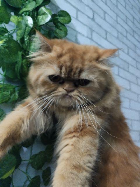 Daun Juntai Artificial