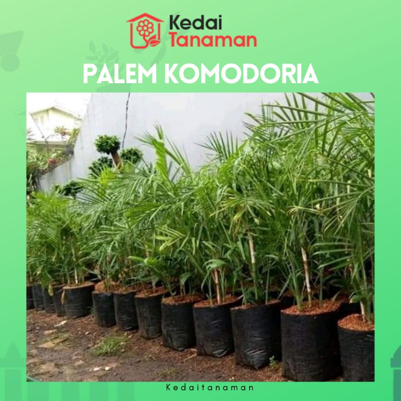 Tanaman Hidup Palem Bambu Komodoria - Tanaman Hias Palem Chamaedorea - bibit pohon Palm Comodoria