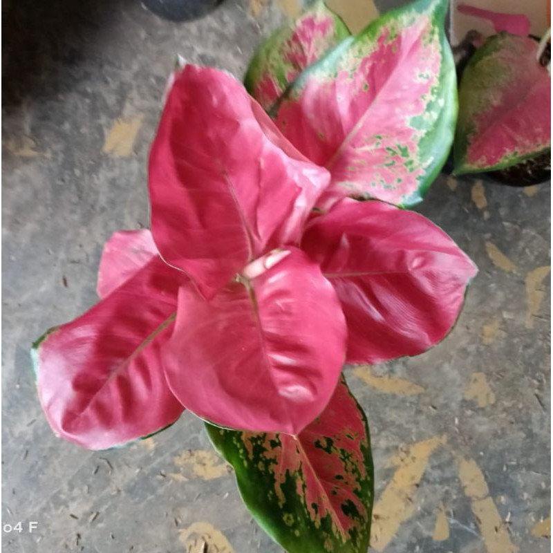 Bunga aglonema red Cherry