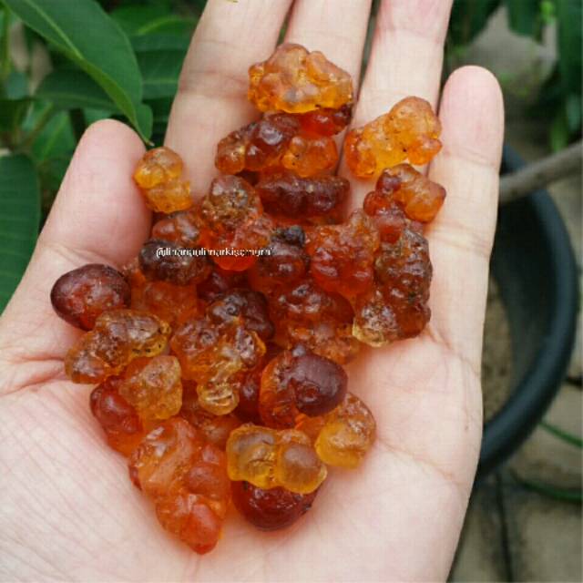 

peach gum super pearl high quality harga per 100gr