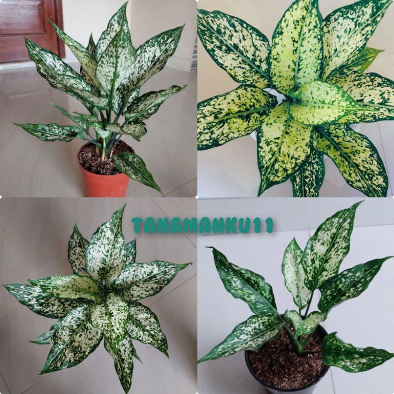 tanaman aglonema snow white beras tumpah