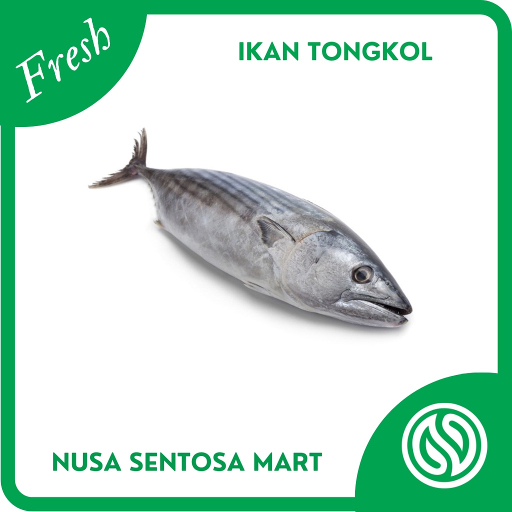 

Ikan Tongkol Segar – 500g