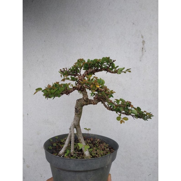Bonsai Ulmus Prospek