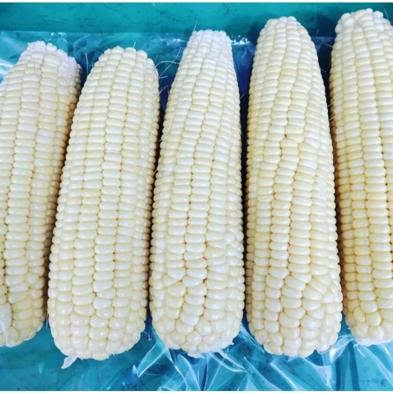 

Jagung Manis Hawai Berat 1 kg (Pengiriman Medan)