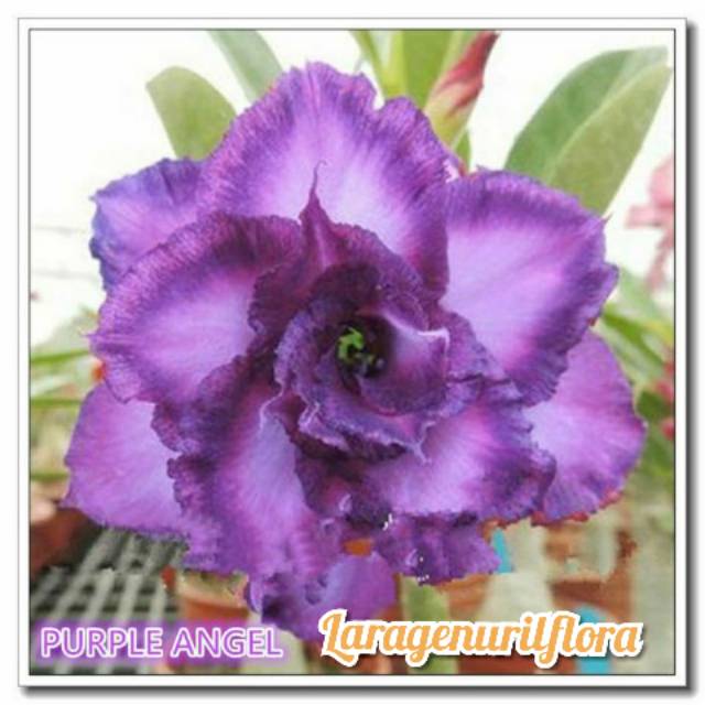 

Bibit Bunga Kamboja adenium Jepang,purple angel