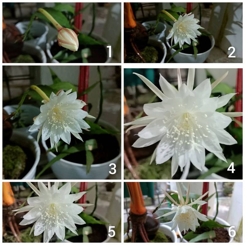 Tanaman hias wijaya kusuma - bunga wijaya kusuma - tanaman wijaya kusuma