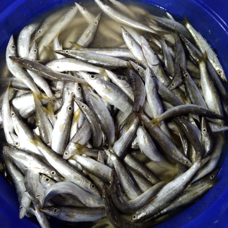 

ikan alu alu