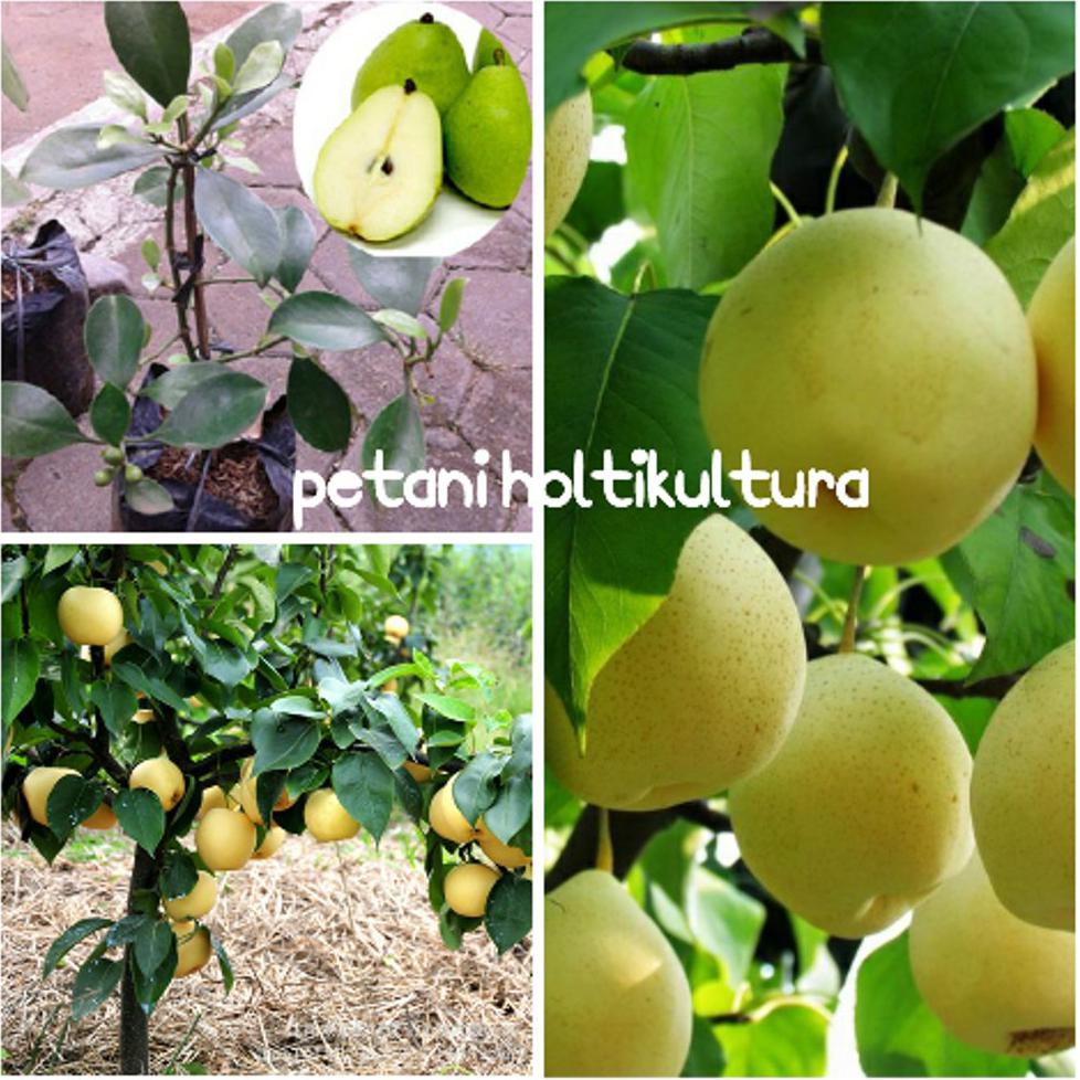 Bibit Buah Bibit Buah Pir @_#