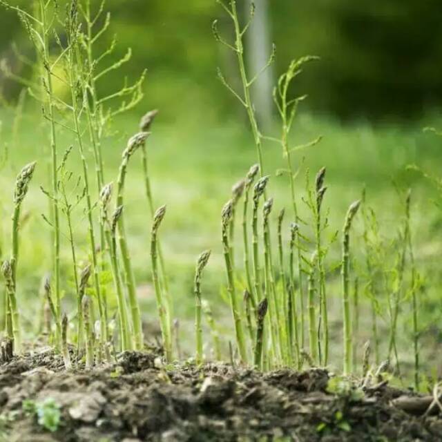 Benih asparagus