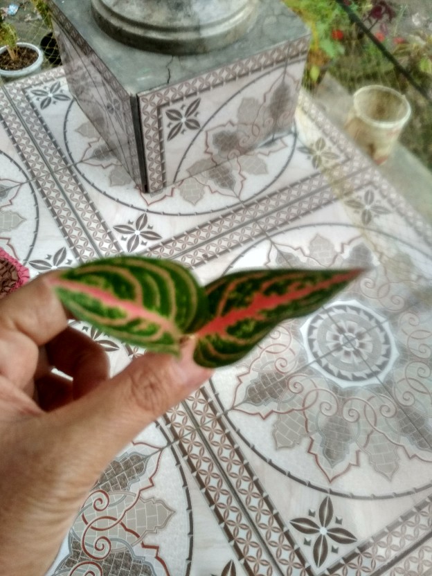 Bibit Aglonema Legacy Mangkok 2-3 Daun