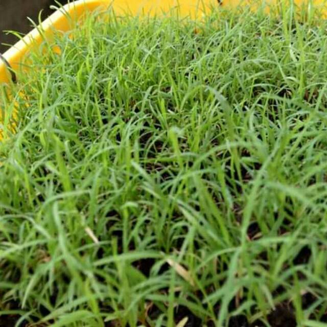 Biji rumput bermuda grass seed 1KG
