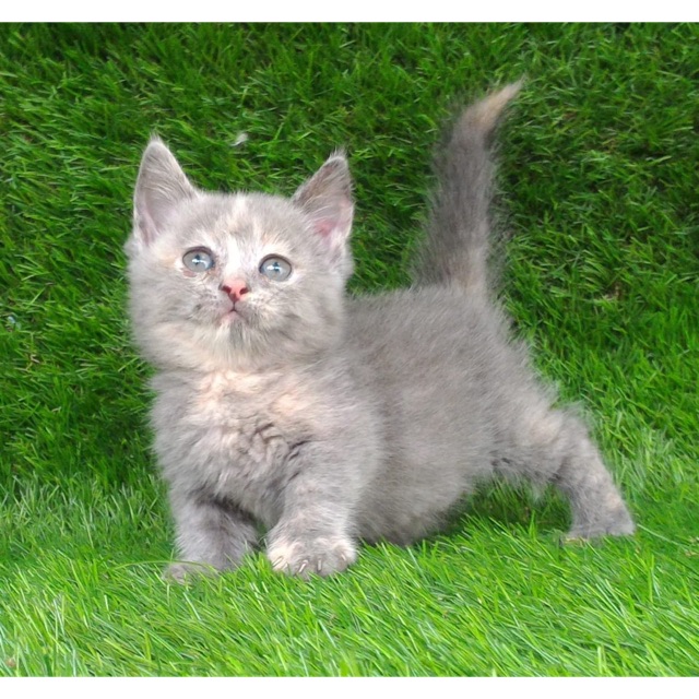 Munchkin X British Shorthair - 81021+ Nama Untuk Kucing Comel, Lucu dan