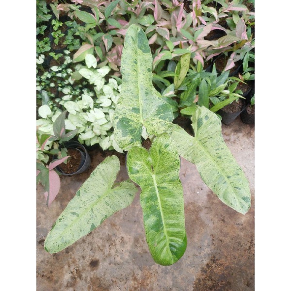 philodendron cantik, philodendron paraiso verde