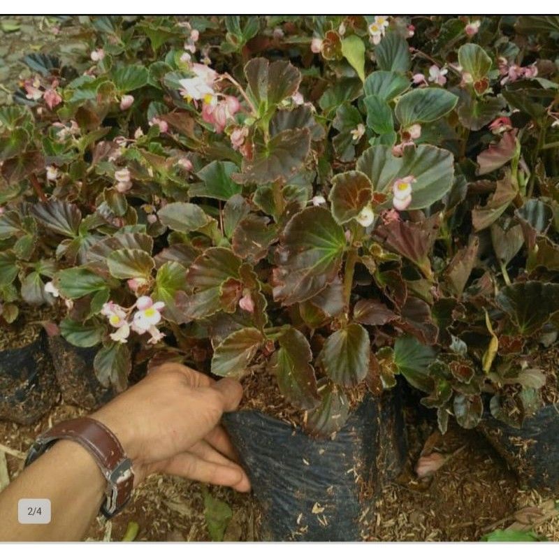 tanaman hias begonia/pohon hias bunga begonia/bibit bunga begonia