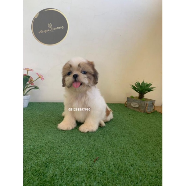 Anak Anjing Shih tzu