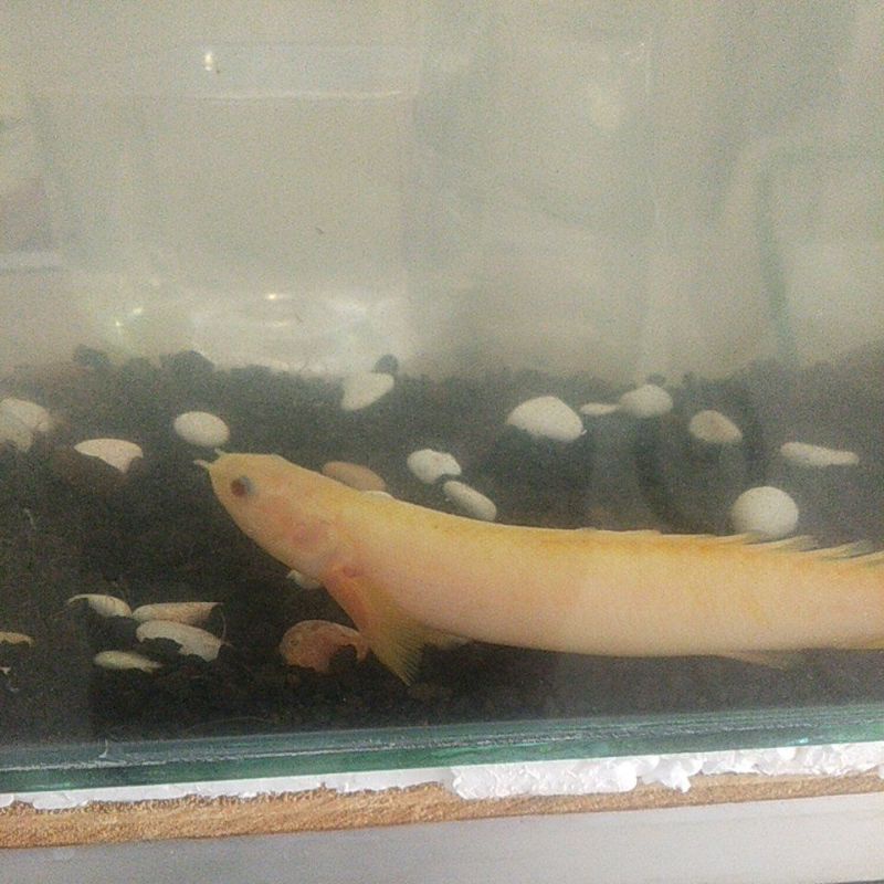 ikan palmas/ikan naga 15-17cm