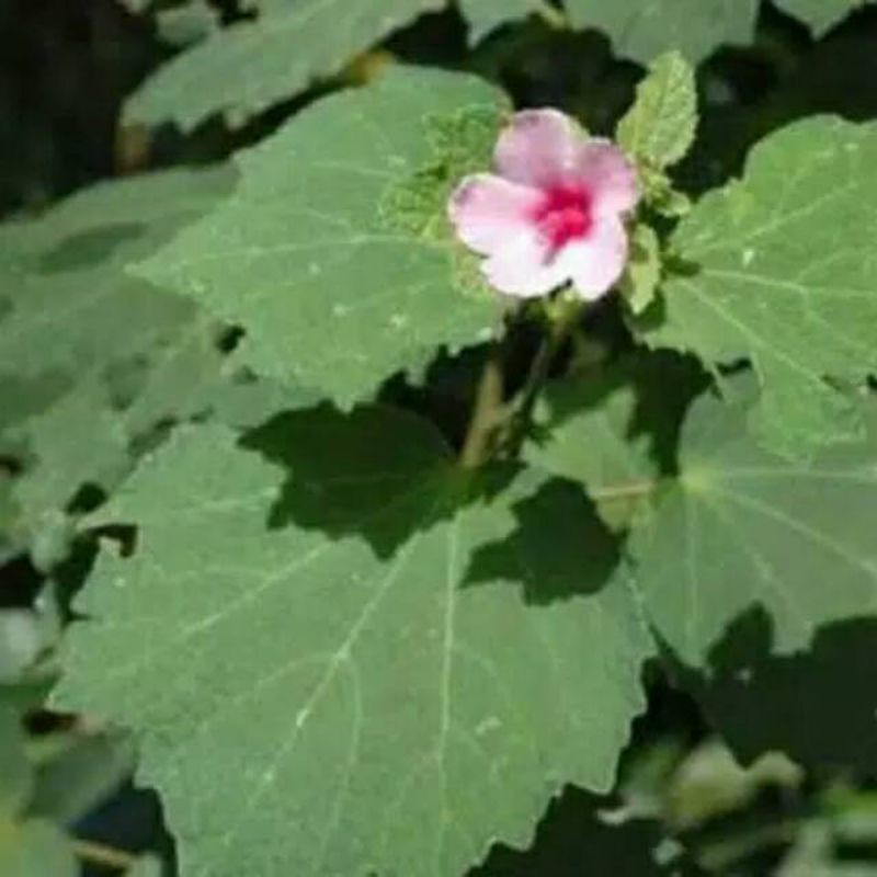 

daun pulutan segar 250 gram