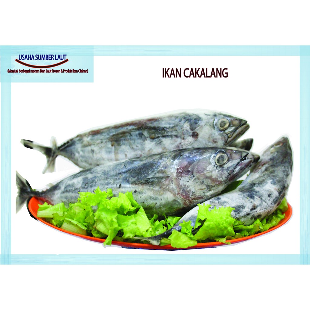 

JUAL IKAN CAKALANG SEGAR FROZEN COCOK UNTUK KESEHATAN ANAK DAN ORANG TUA RAMAI TERMURAH 1 Kg