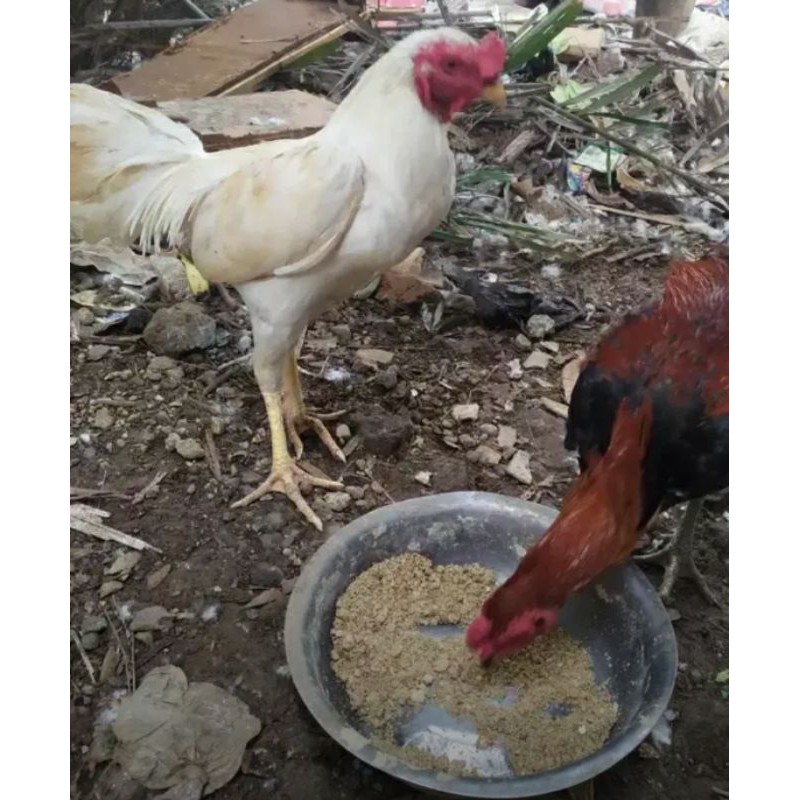 ayam kampung jago putih