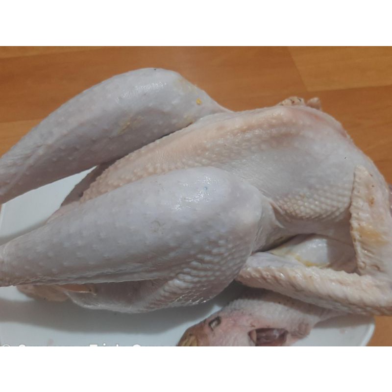 

ayam kampung bangkok jantan remaja 1 ekor
