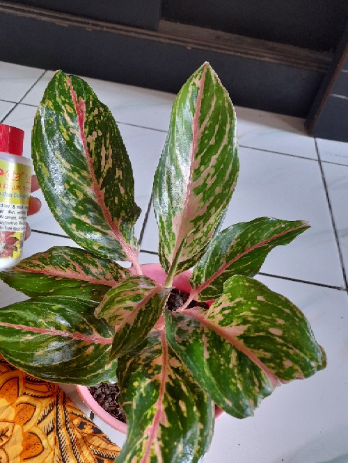 Pengkilap Daun Kilap - Leaf Shine - Kilap Daun