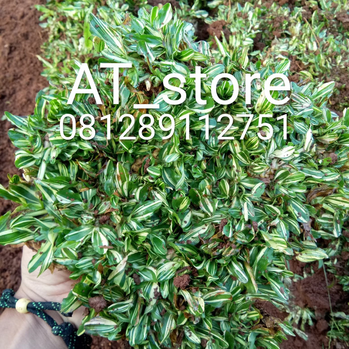 RUMPUT gajah varigata - rumput gajah mini varigata