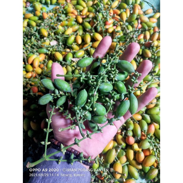

250gr tangkil ambrang garintul melinjo muda