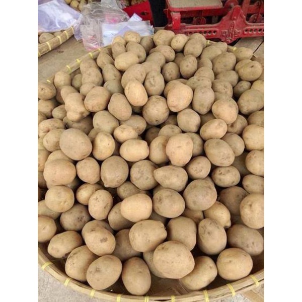 

Kentang Dieng Besar Sedang Kecil 500gr 1000gr
