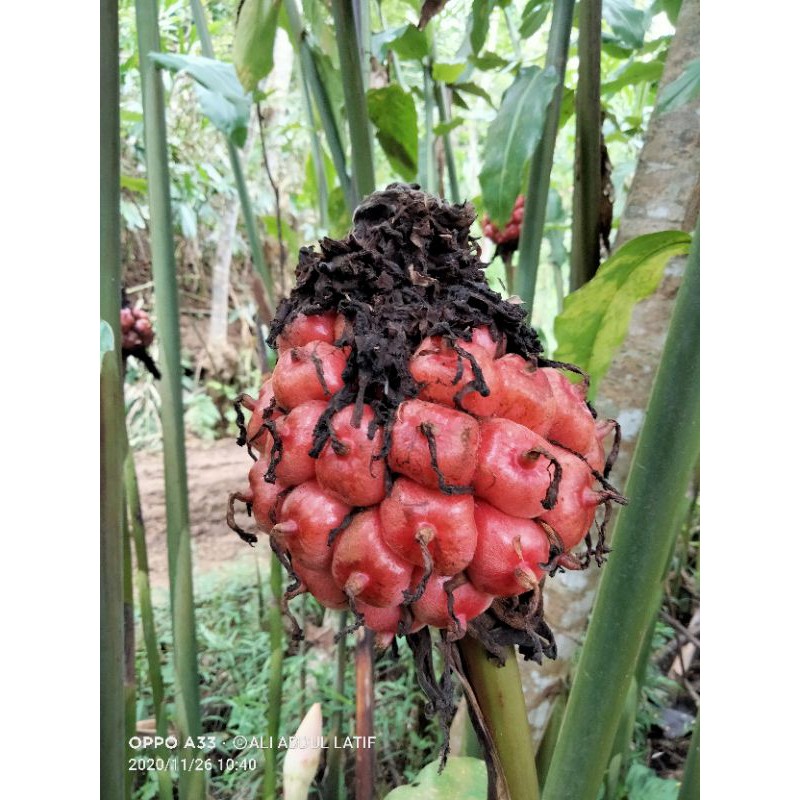 

buah honje segar