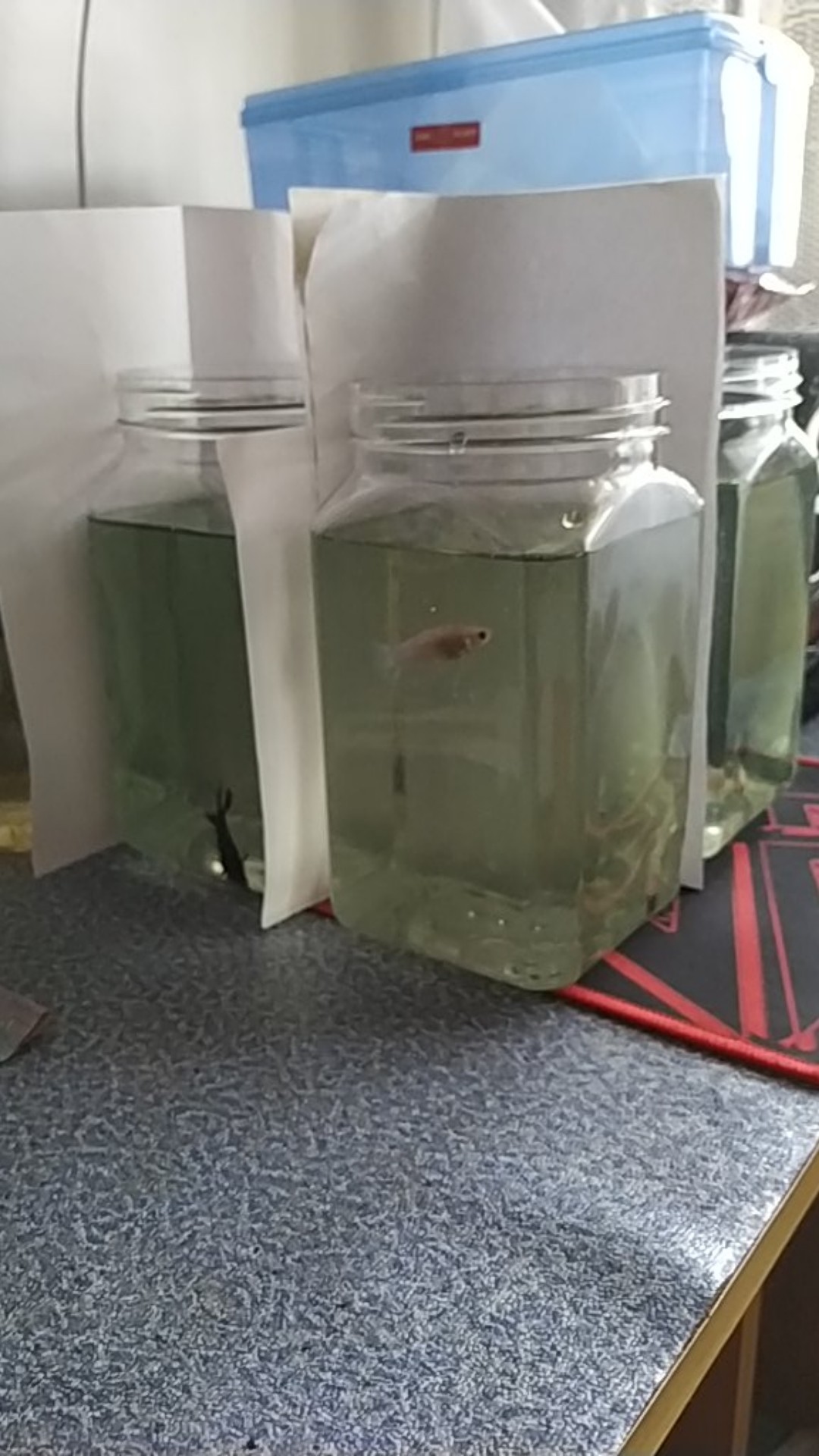 Toples 1l Bisa Untuk Cupang Termurah.