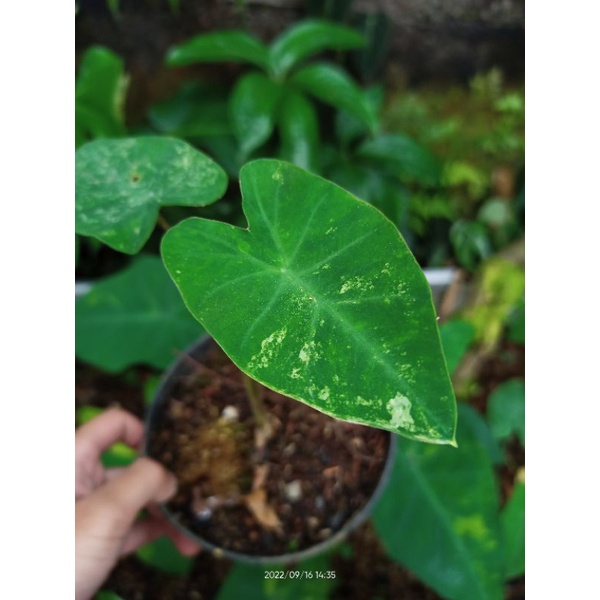 Colocasia sp. Variegata splash putih