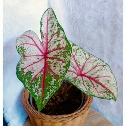 Keladi/Caladium Red Bone Bibit