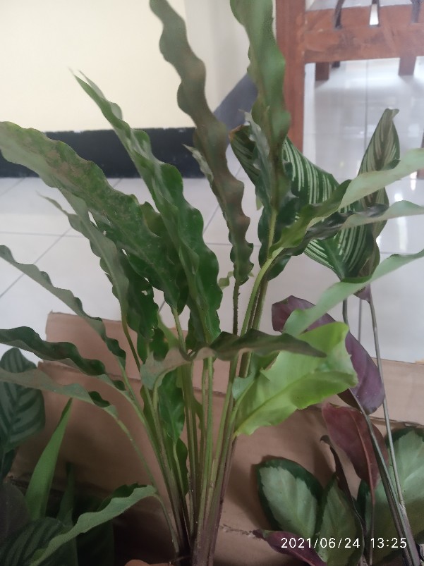 Tanaman Hias Calathea Rufibarba