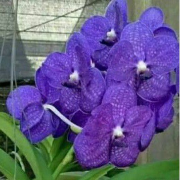 ANGGREK VANDA PACHARA DELIGHT DEWASA