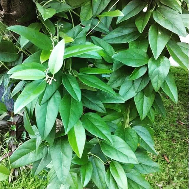 

Daun cincau hijau jelly, 250 lembar
