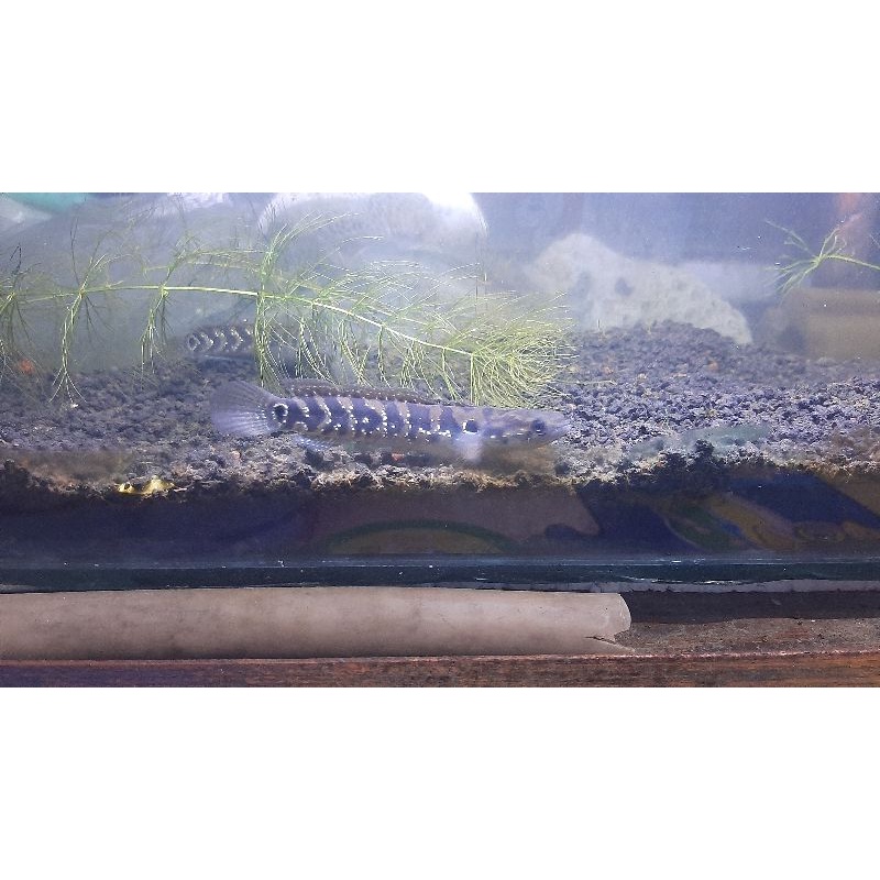 channa asiatica pure ws