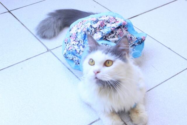 Dress half kimono untuk kucing dan anjing / baju kucing lucu / dress kucing size S M L XL