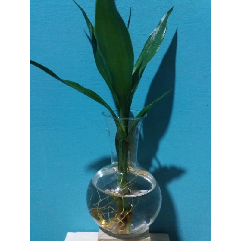 HIASAN DEKORASI DINDING DAN MEJA UNIK AESTHETIC ONLY KACA