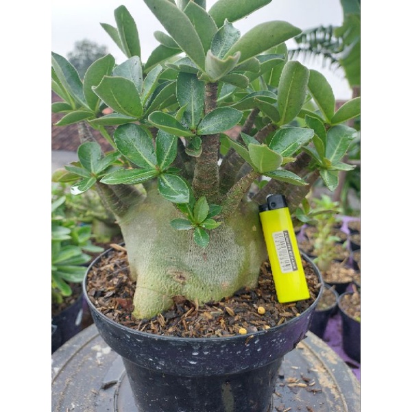 Adenium Karakter ID Godji x Red Breceled (indukan)
