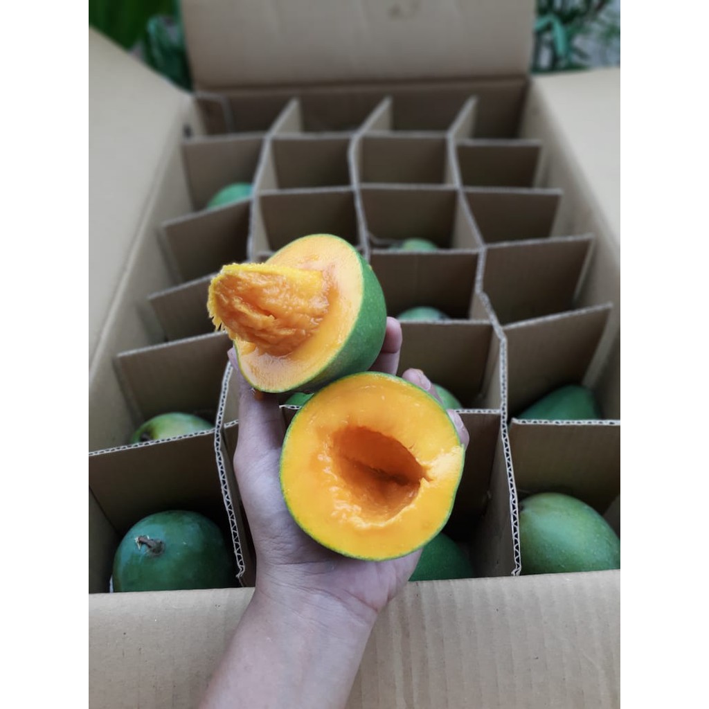 

Mangga Alpukat 1 kg
