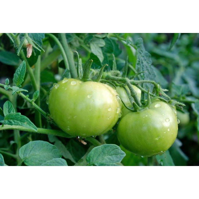 20 Benih Tomat Hijau - Green Agate Tomato Seeds F1 bibit tanaman sayuran / buah