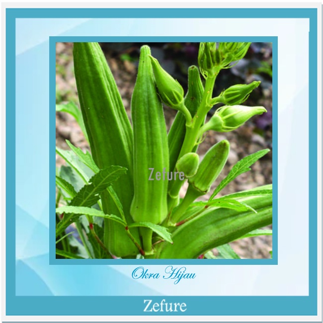 Bibit Okra Hijau Benih Tanaman Okra Hijau Bibit Tanaman Sayuran